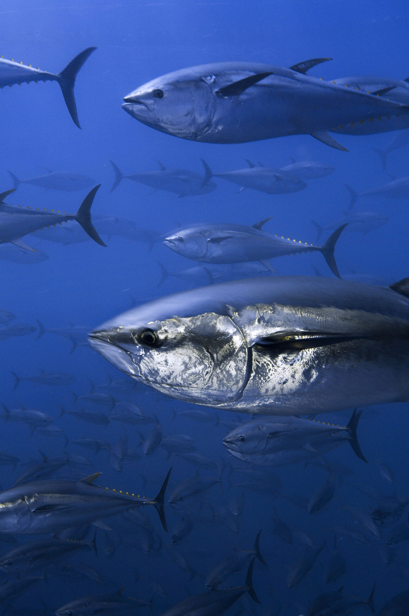 Northern bluefin tuna, Spain