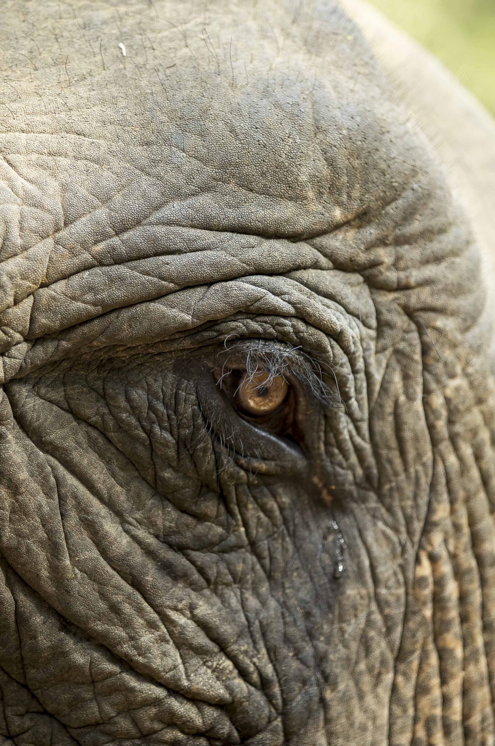Close-Up of Asian Elephant (Elephas maximus) in Bago, Myanmar